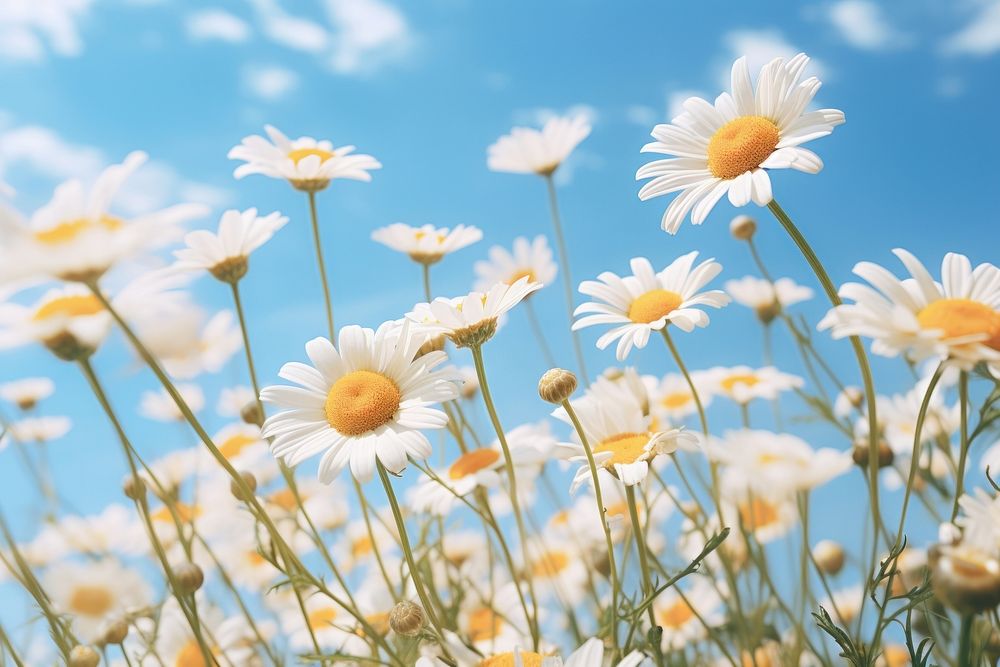Daisies flower sky outdoors blossom. AI generated Image by rawpixel.