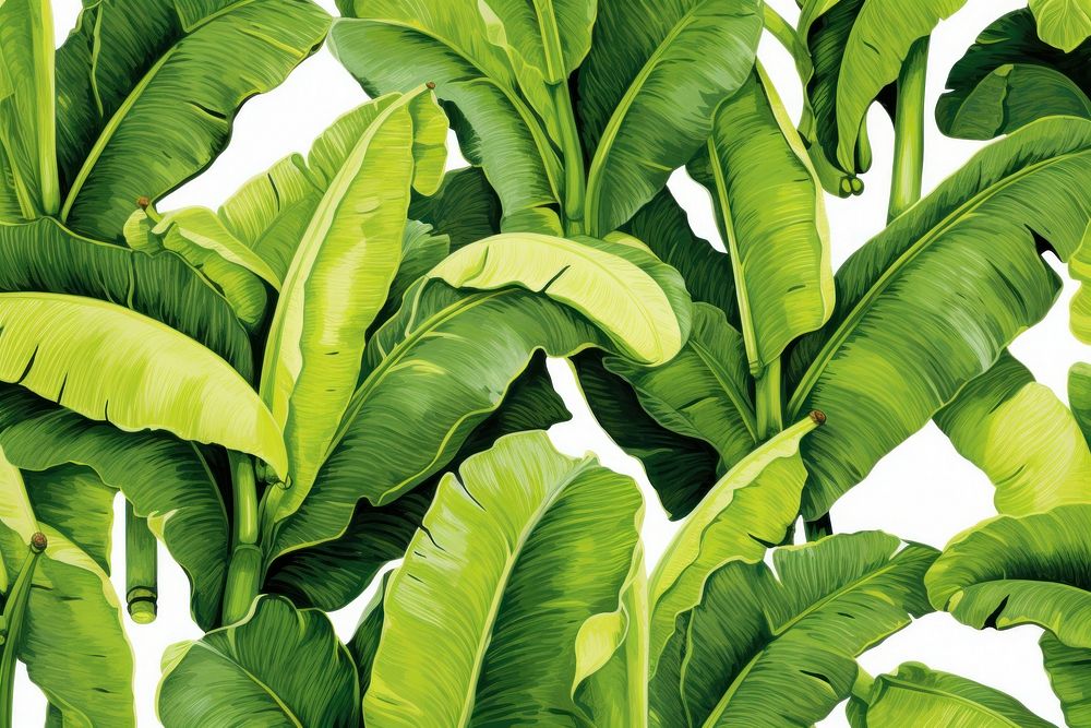 Banana tree leaf backgrounds plant. 