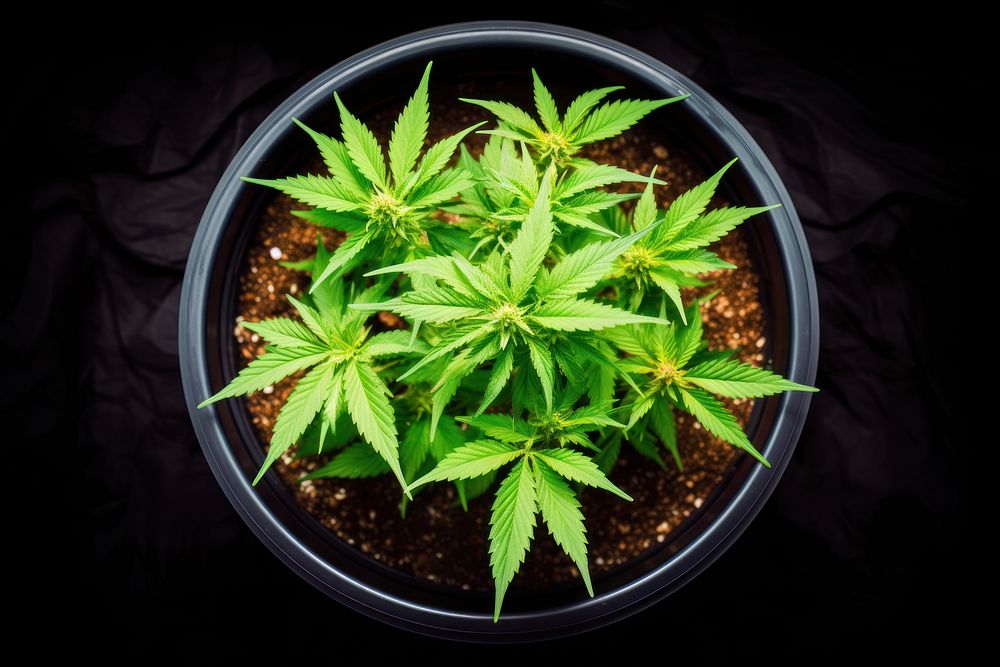Growing marijuana plant cannabis leaf. AI generated Image by rawpixel.