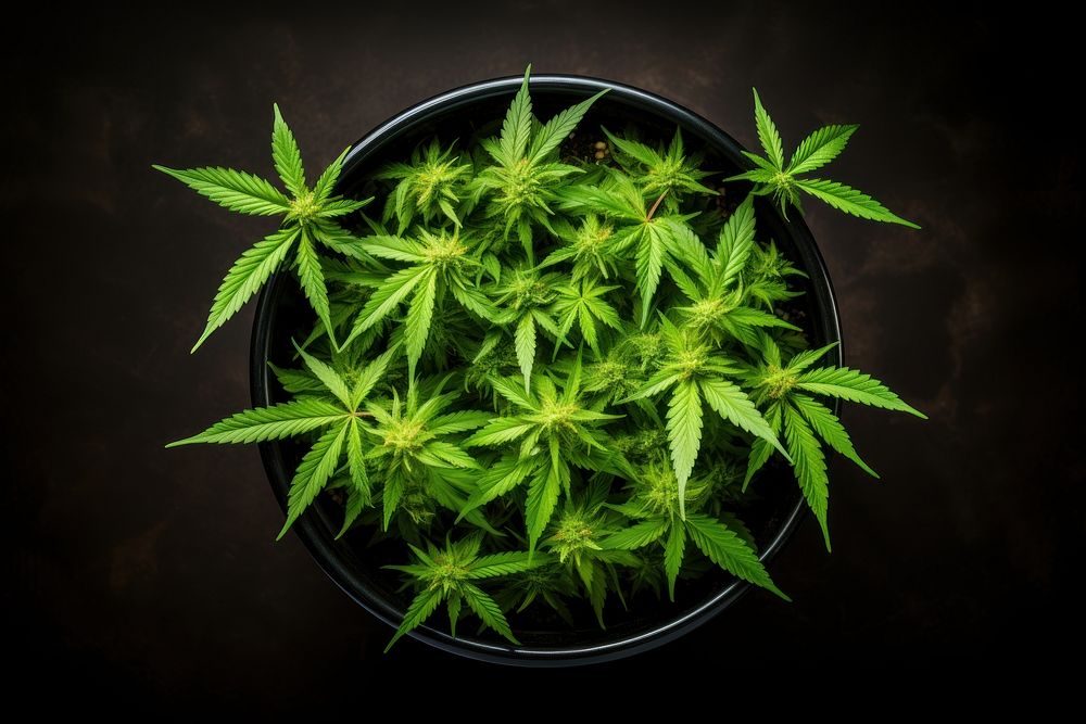 Growing marijuana plant cannabis freshness. AI generated Image by rawpixel.