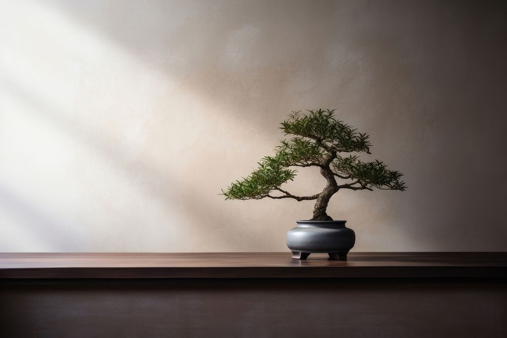 photo of a bonsai tree in the room.  