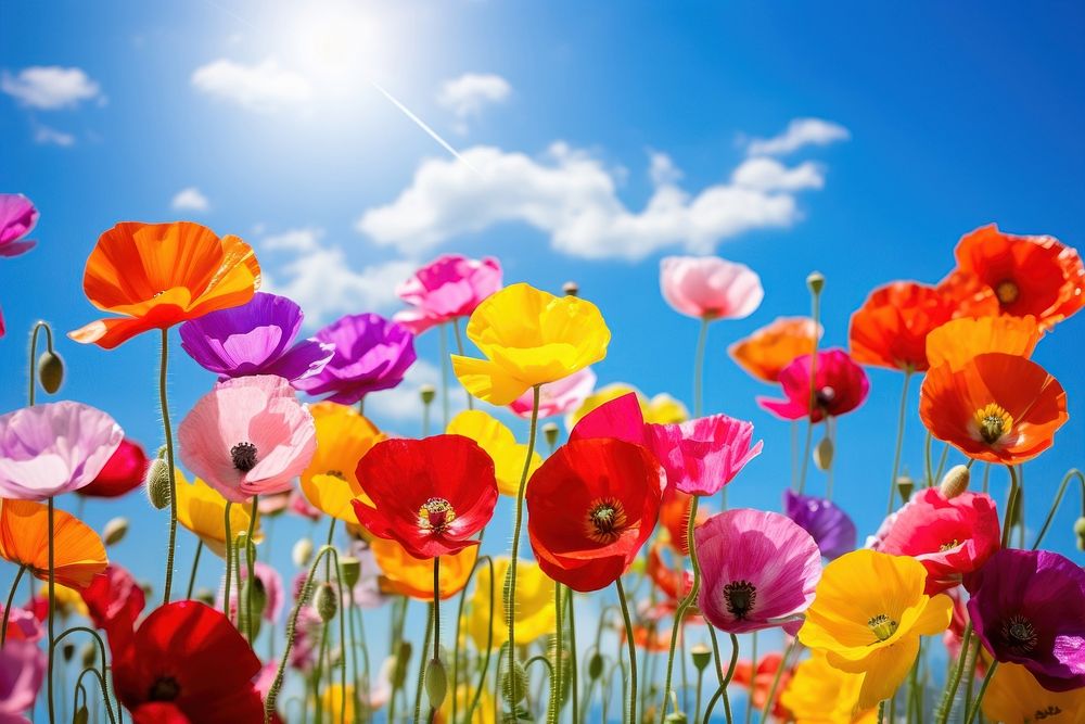 Poppies flower sky backgrounds outdoors. 