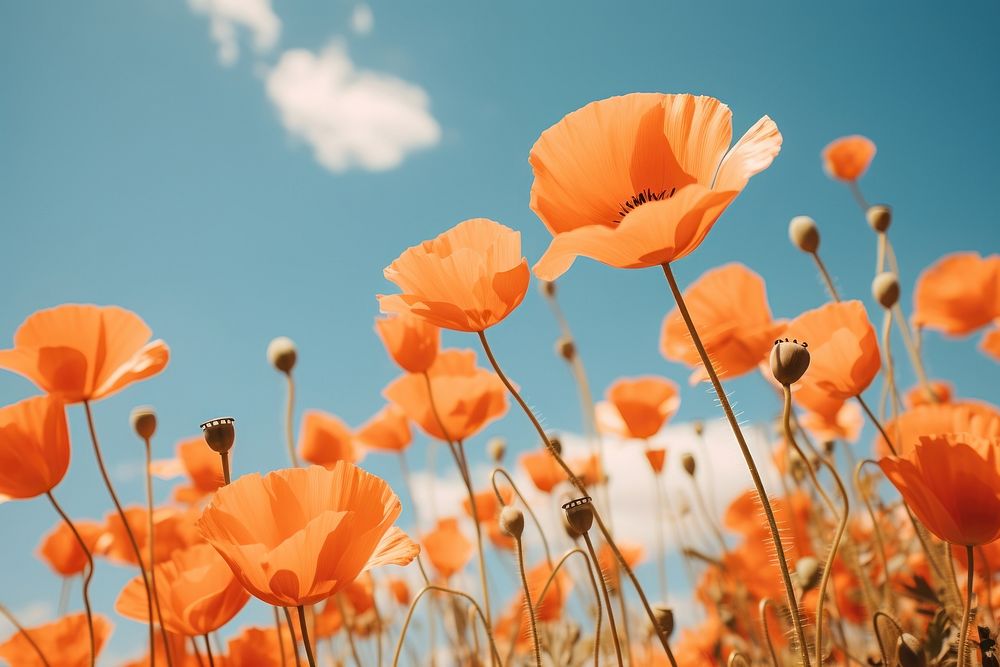 Poppies flower outdoors blossom nature. 