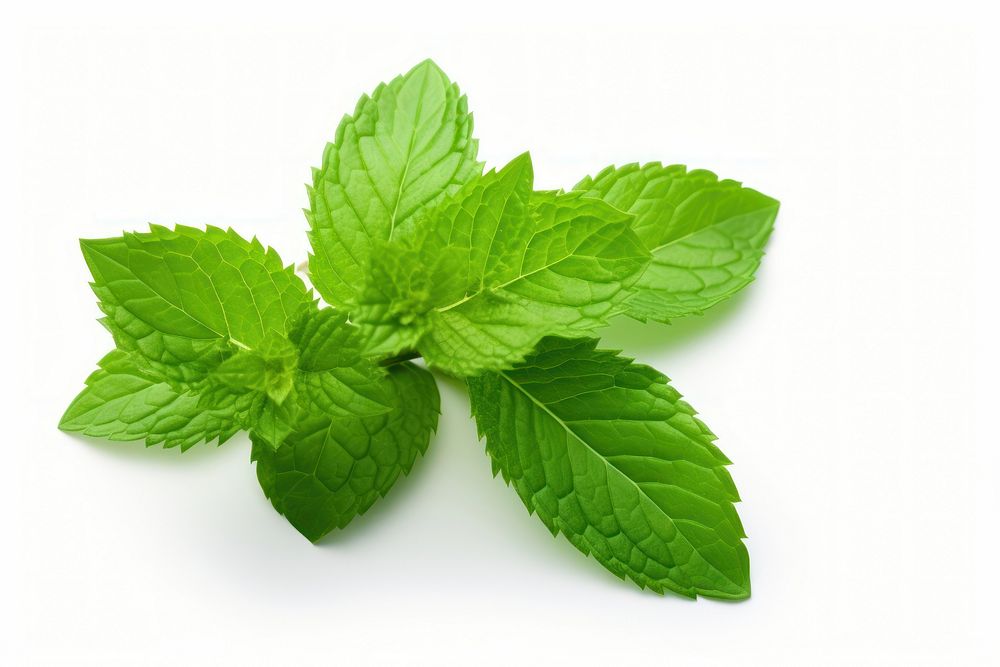 Plant leaf spearmint freshness. AI generated Image by rawpixel.