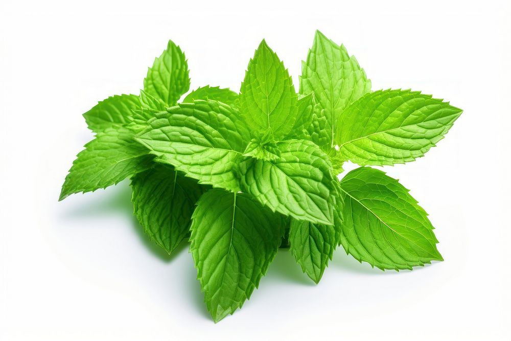 Plant herbs leaf spearmint. AI generated Image by rawpixel.