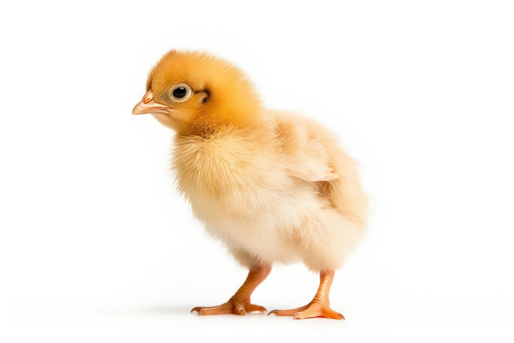 Poultry chicken animal mammal. AI generated Image by rawpixel.