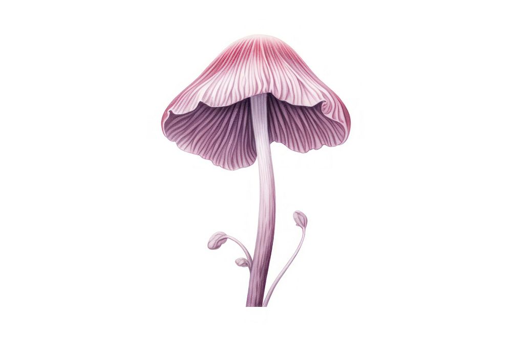 Mushroom plant white background inflorescence. AI generated Image by rawpixel.