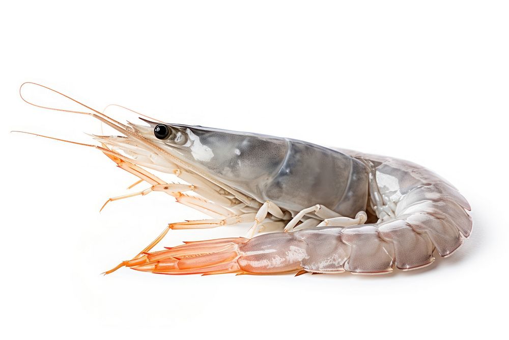Fresh shrimp lobster seafood animal. AI generated Image by rawpixel.