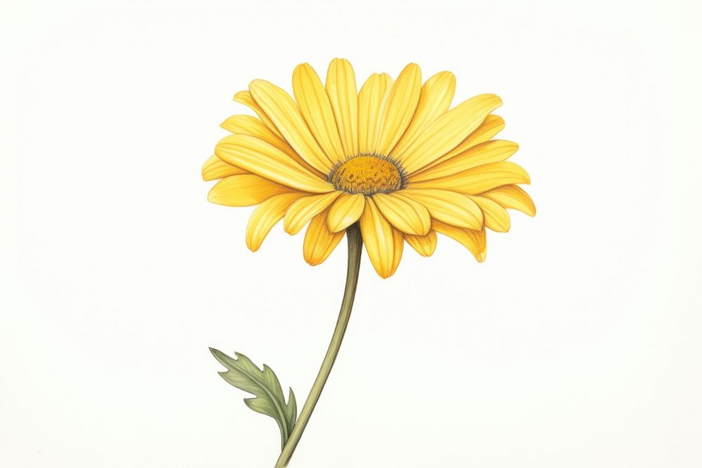 Yellow daisy sunflower yellow petal. AI generated Image by rawpixel.