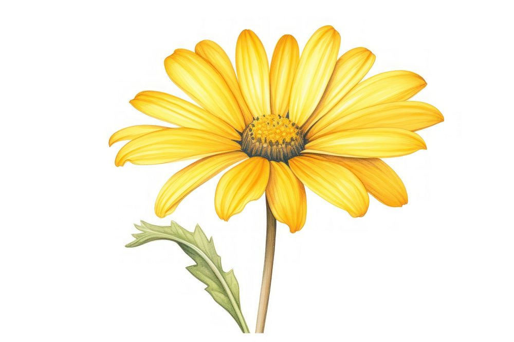 Yellow daisy sunflower yellow petal. AI generated Image by rawpixel.