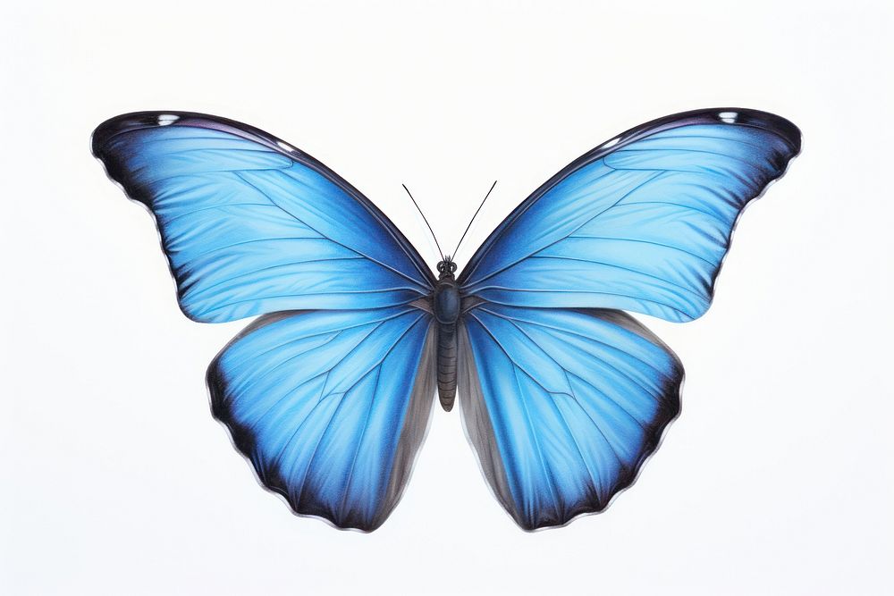 Blue morpho butterfly animal insect white background. AI generated Image by rawpixel.