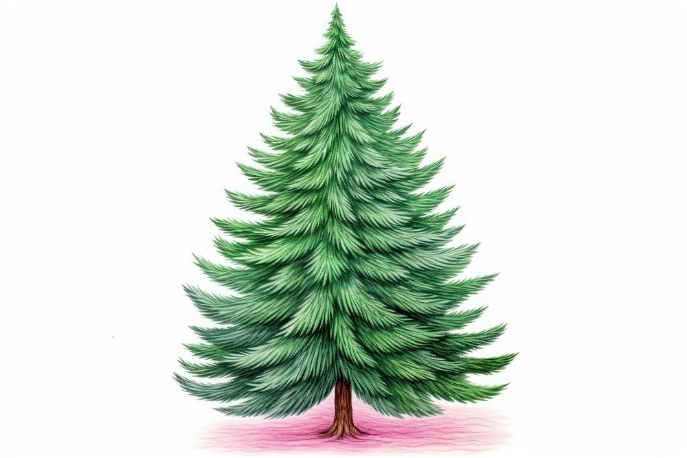 Christmas tree pine plant fir. AI generated Image by rawpixel.
