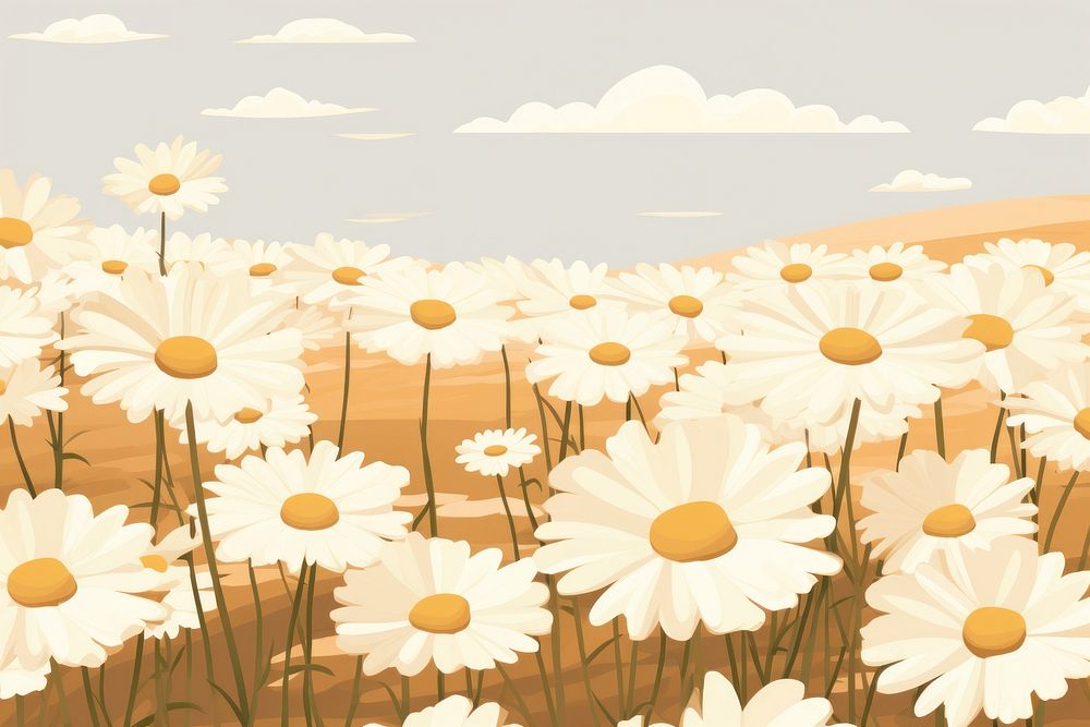 Daisy field backgrounds outdoors flower. 