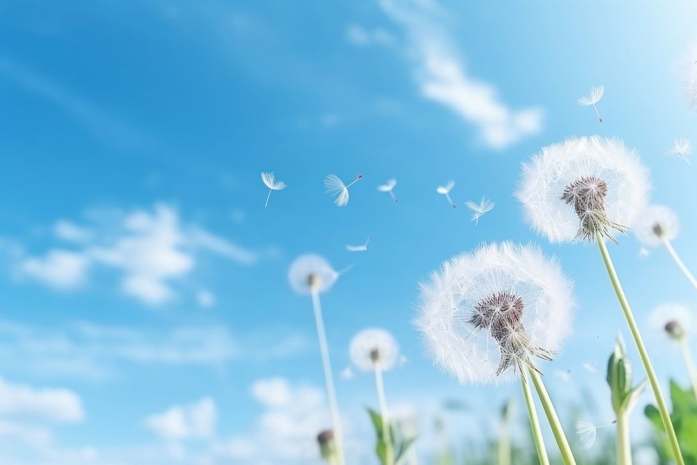 Sky backgrounds dandelion outdoors. AI generated Image by rawpixel.