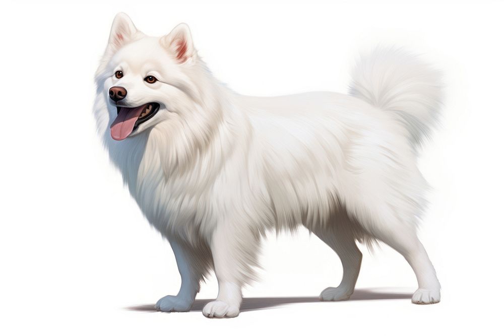 American Eskimo Dog dog mammal animal. AI generated Image by rawpixel.