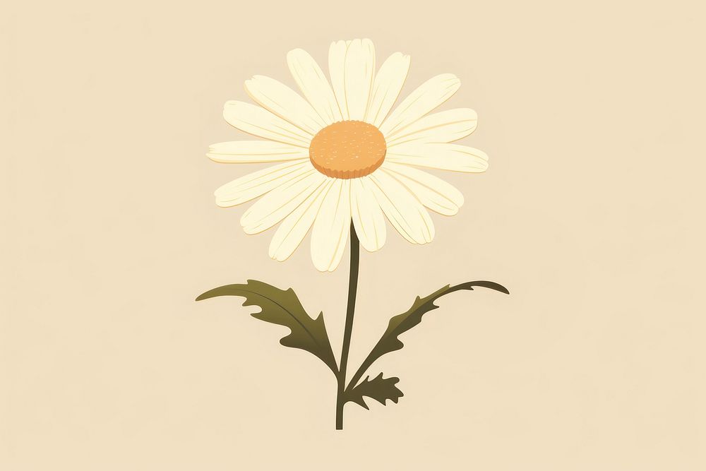Daisy flower plant inflorescence. 