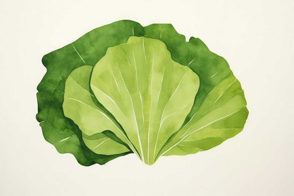 Lettuce vegetable plant food. 