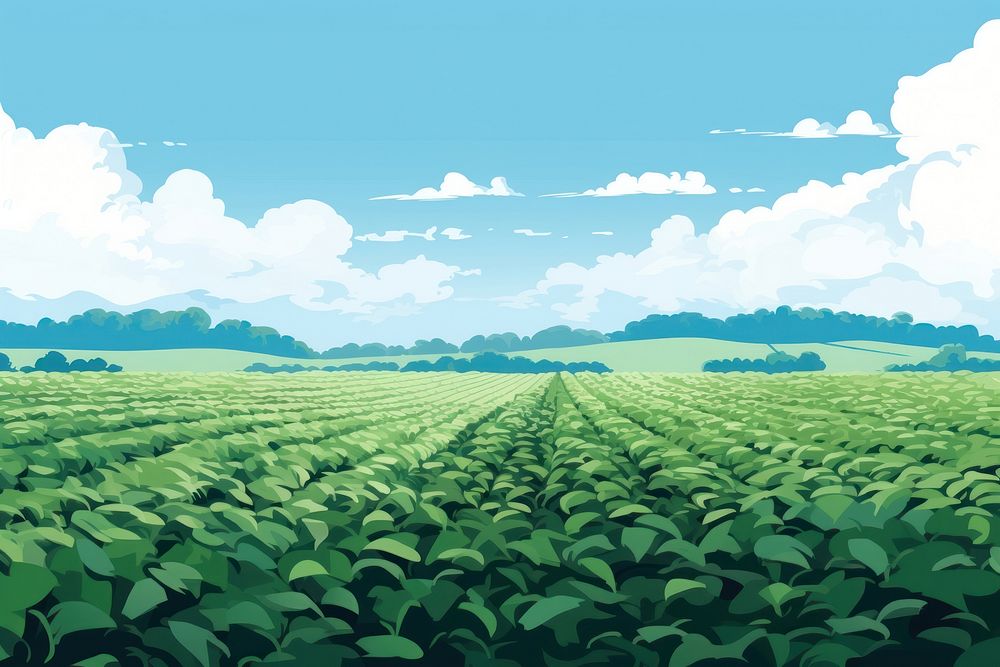 Tea field sky agriculture backgrounds. 