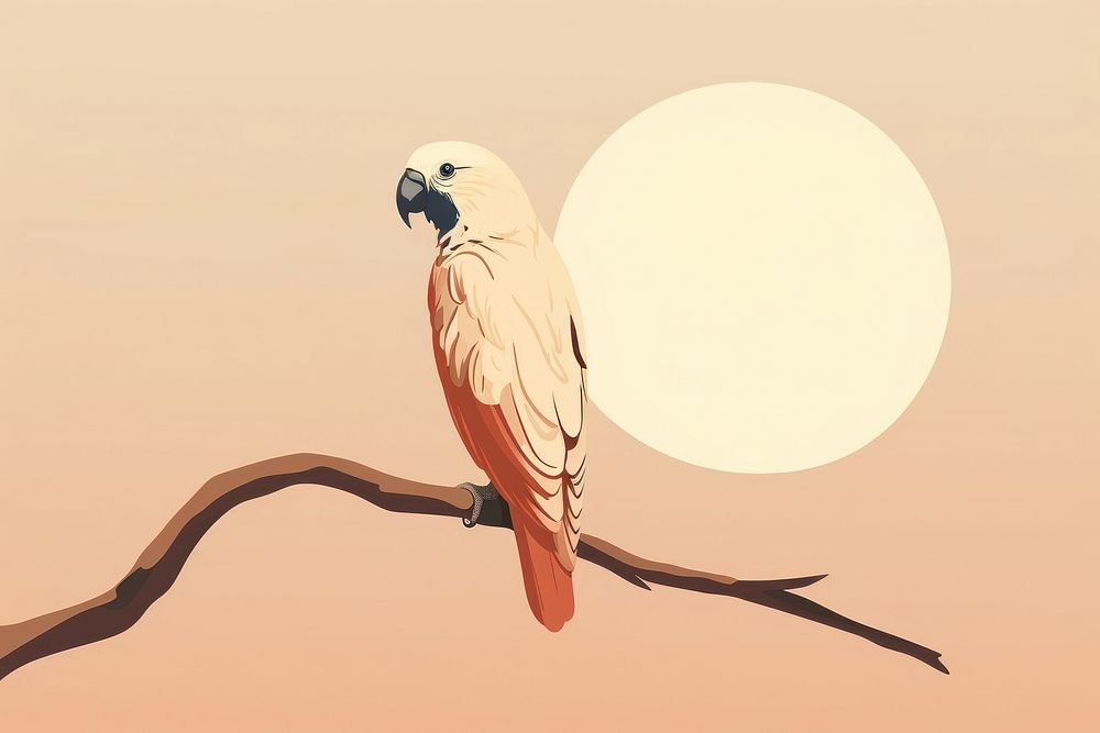 Parrot cockatoo outdoors animal. 