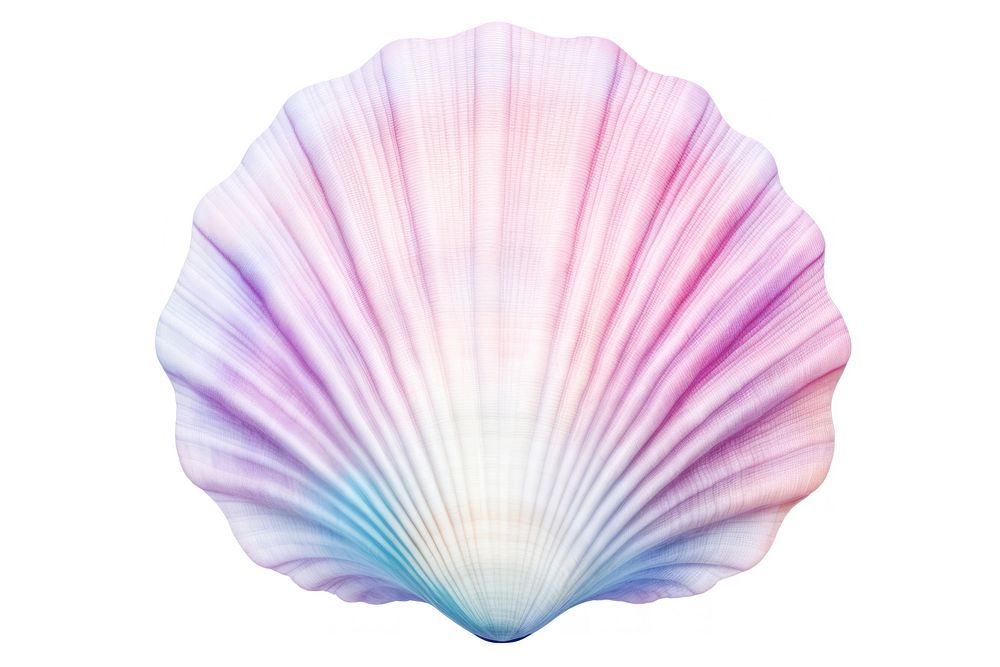 Sea shell seashell clam white background. AI generated Image by rawpixel.