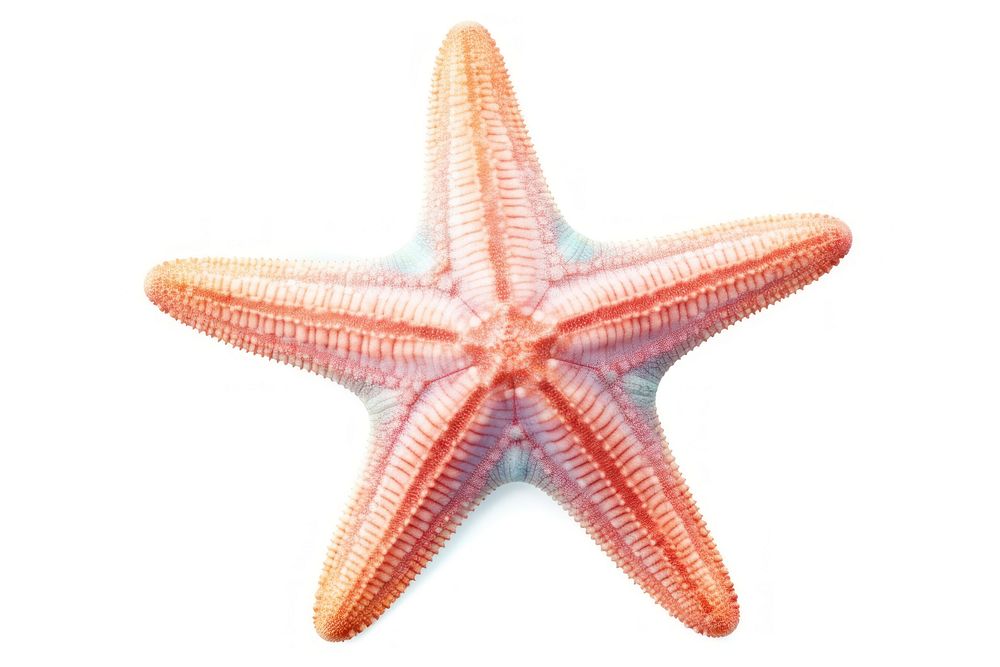 Star fish starfish animal white background. AI generated Image by rawpixel.