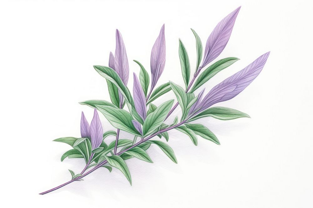 Plant lavender drawing herbs. AI generated Image by rawpixel.