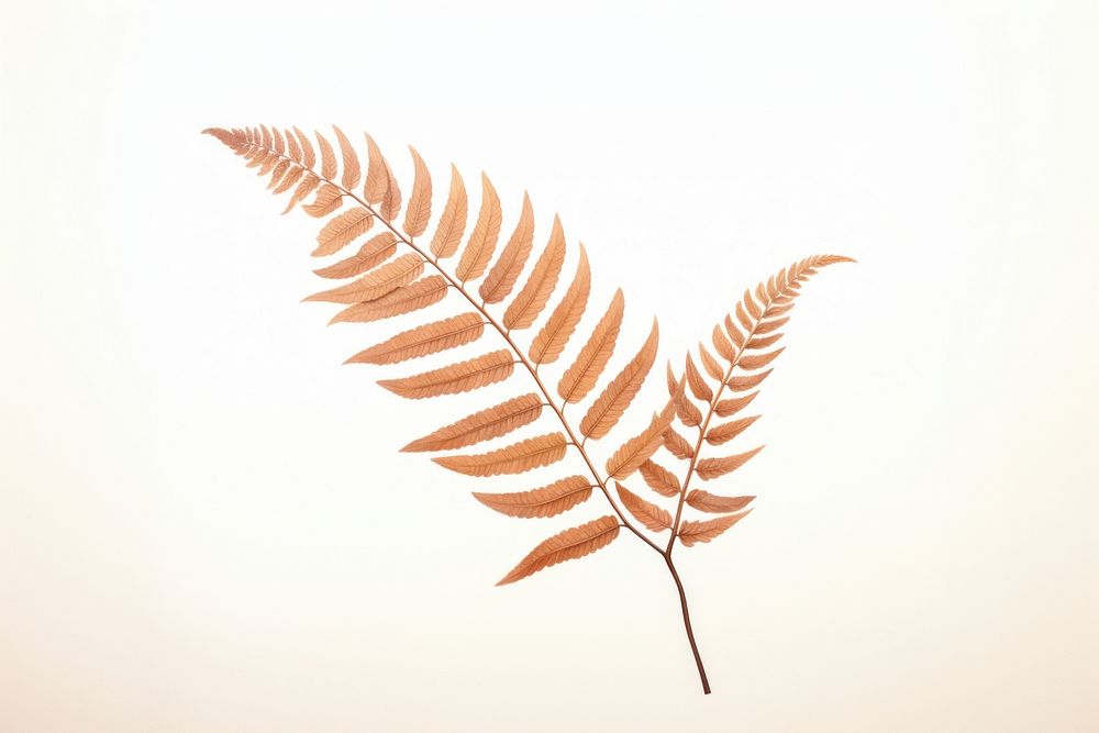 Brown fern plant leaf pattern. 