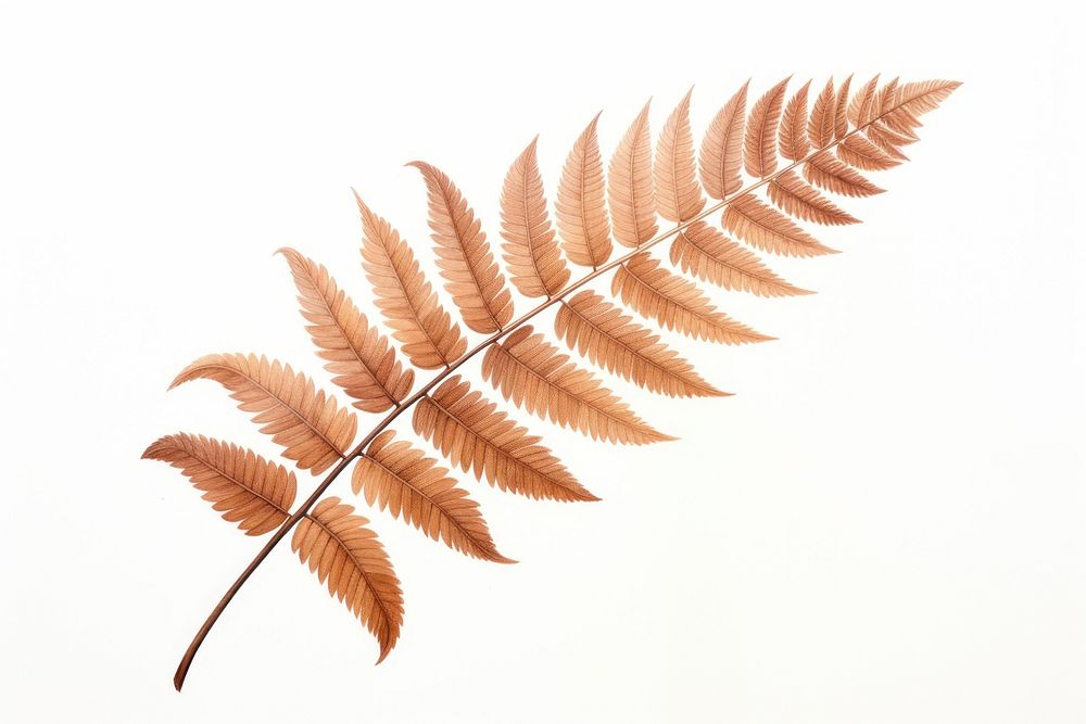Brown fern plant leaf white background. AI generated Image by rawpixel.