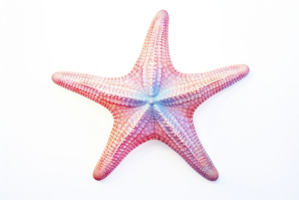 Star fish starfish red white background. AI generated Image by rawpixel.