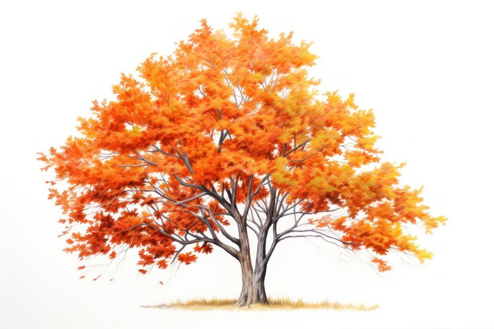 Maple tree autumn plant white background. AI generated Image by rawpixel.