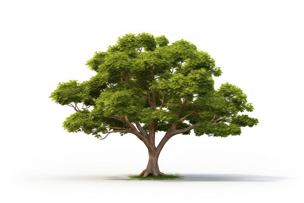 Plant tree outdoors sycamore. AI generated Image by rawpixel.
