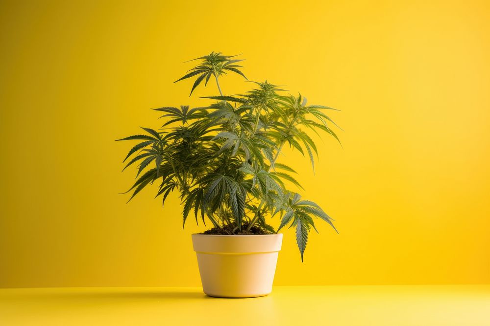 Marijuana therapy plant tree houseplant. AI generated Image by rawpixel.