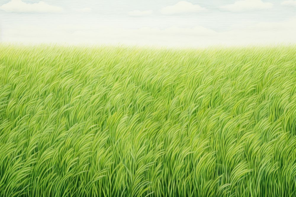 Green field agriculture backgrounds outdoors. 