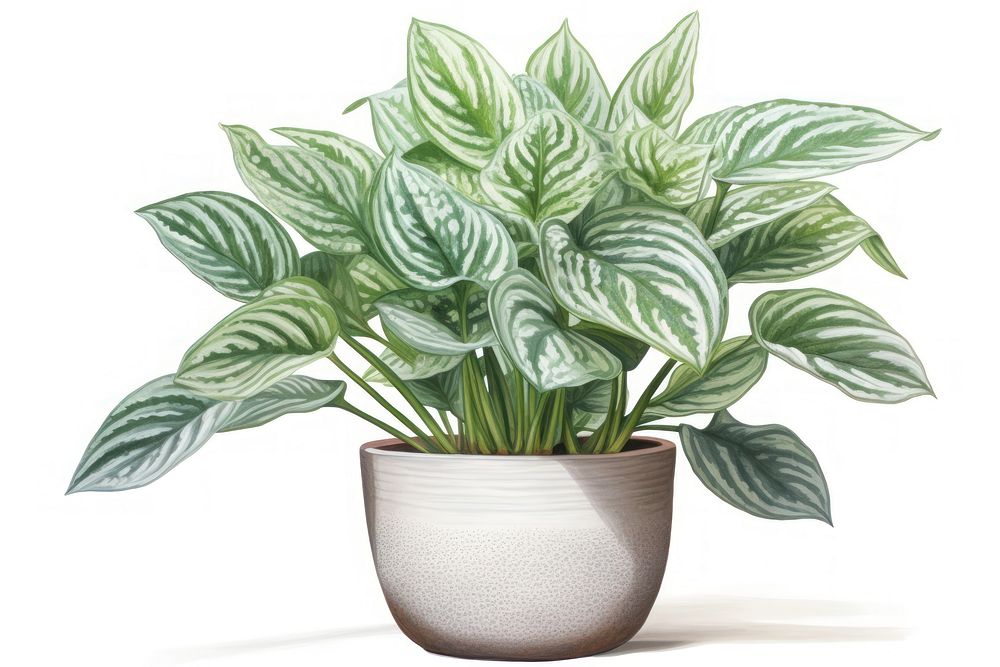 Houseplant leaf white background freshness. AI generated Image by rawpixel.