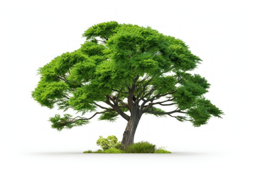 Plant green tree tranquility. AI generated Image by rawpixel.