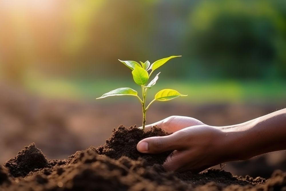 Holding young plant nature soil gardening. AI generated Image by rawpixel.