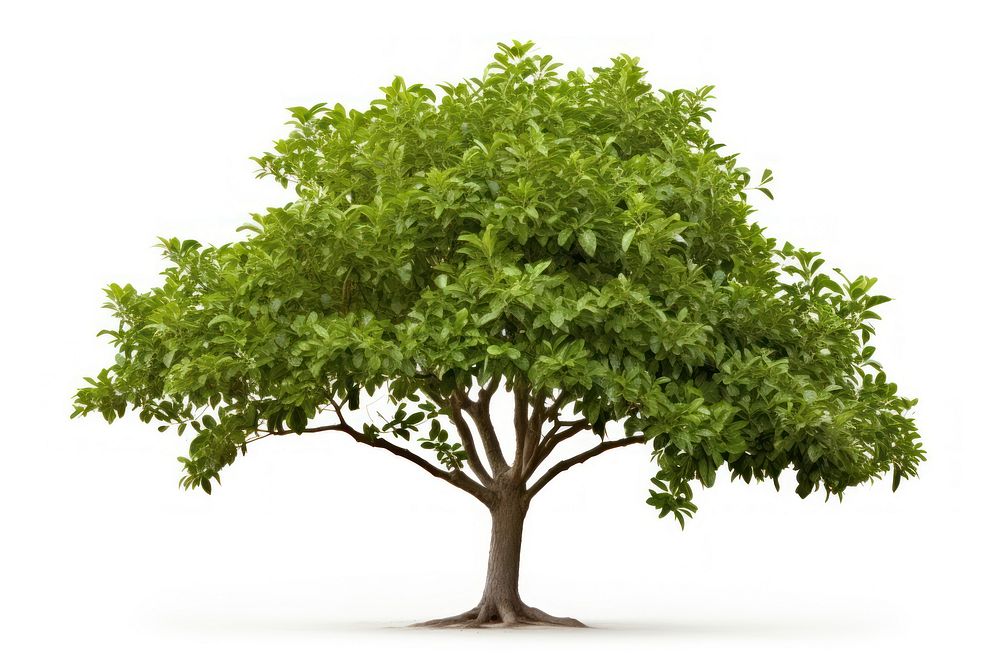 Bonsai plant tree leaf. AI generated Image by rawpixel.