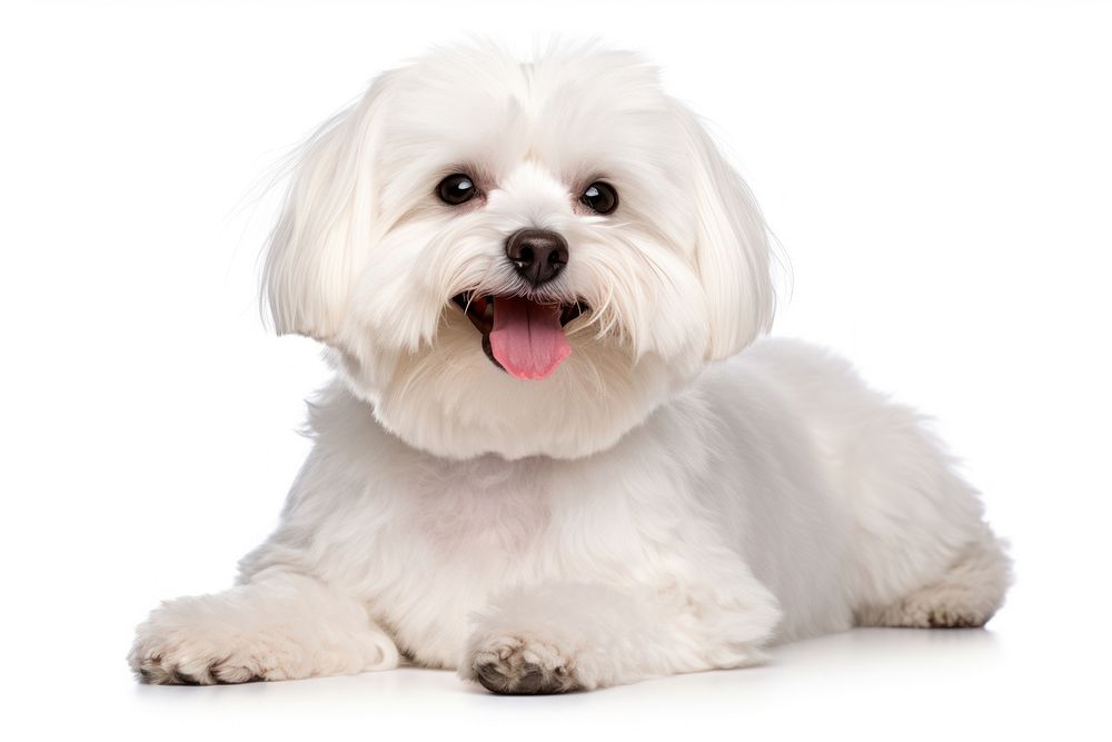 Maltese dog mammal animal puppy. 