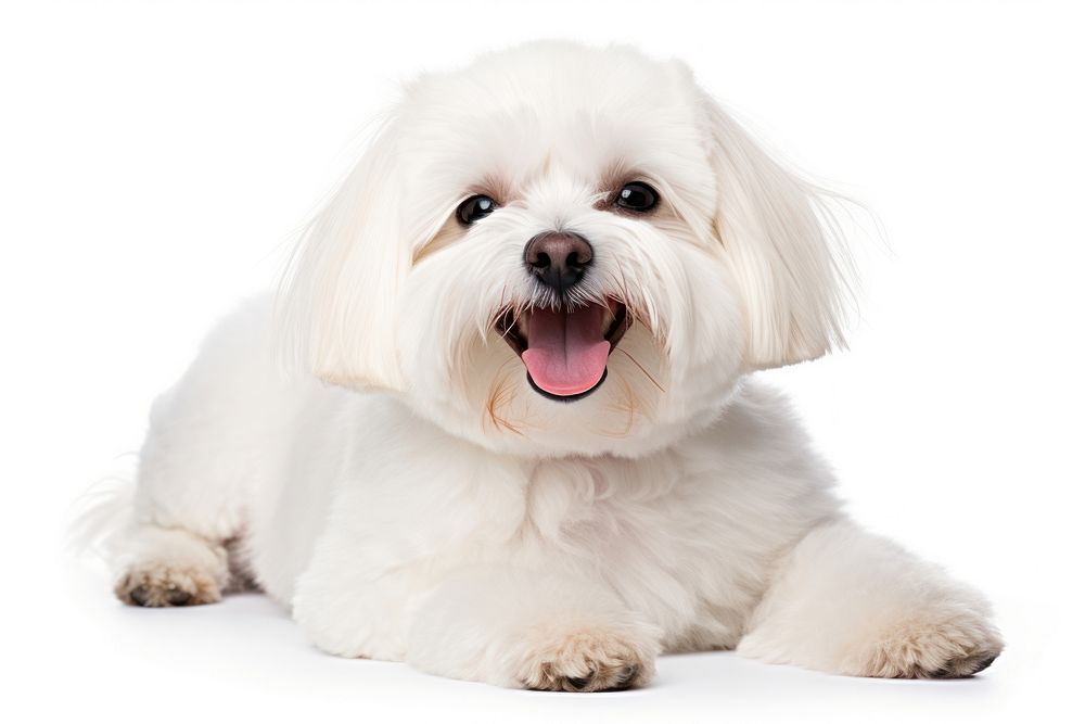 Maltese dog mammal animal puppy. AI generated Image by rawpixel.