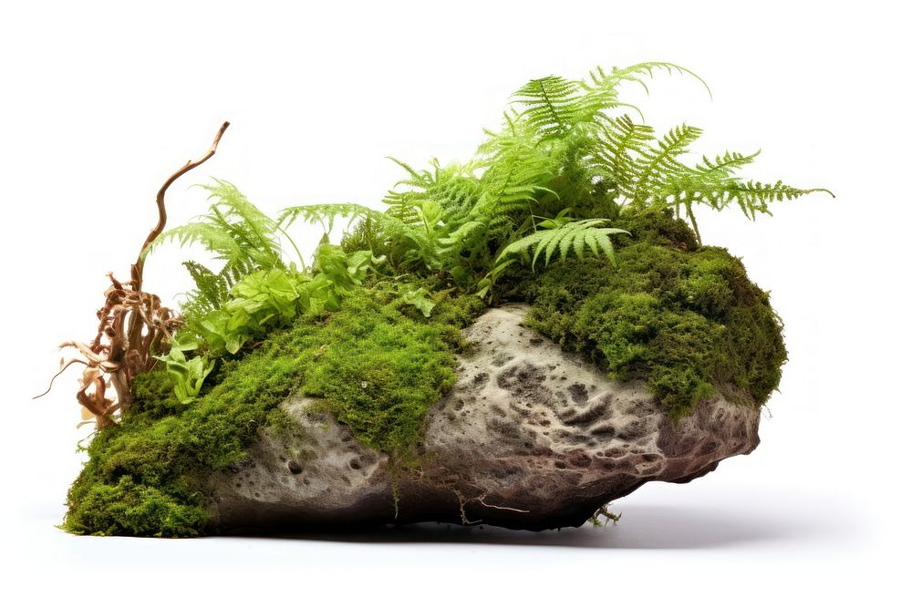 Rock moss plant green. AI generated Image by rawpixel.