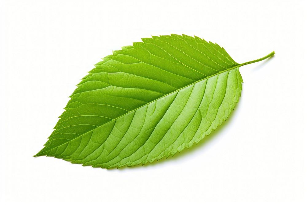 Plant leaf freshness nature. AI generated Image by rawpixel.