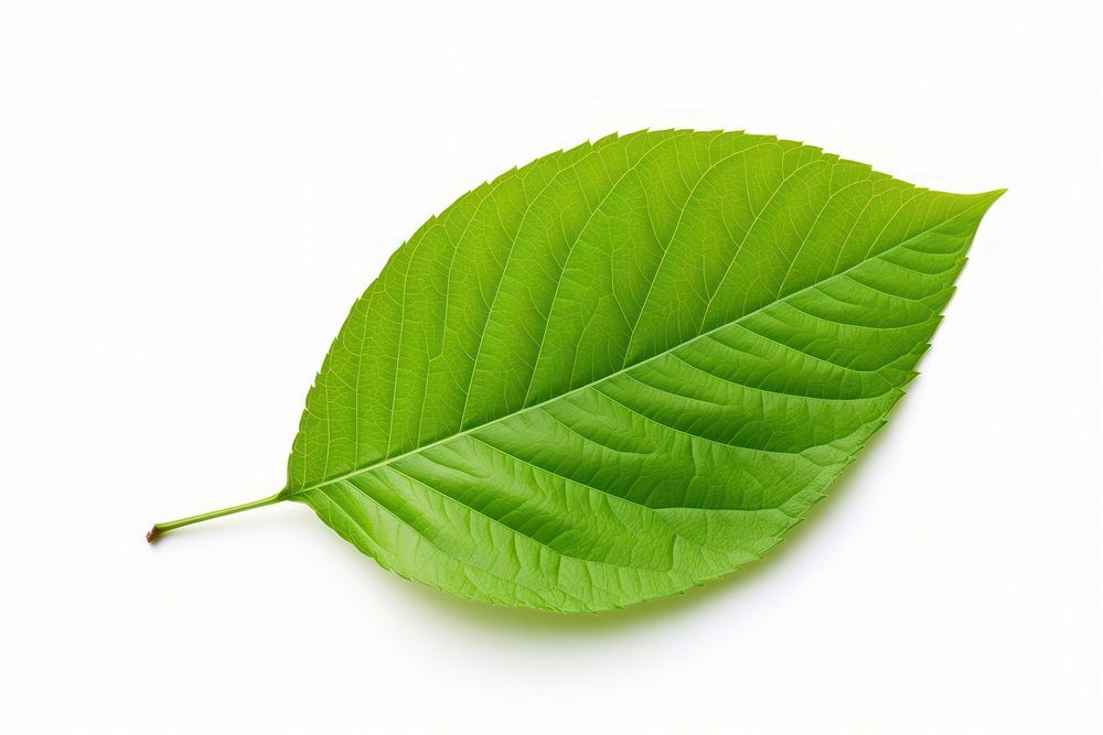 Apple leaf plant white background freshness. AI generated Image by rawpixel.