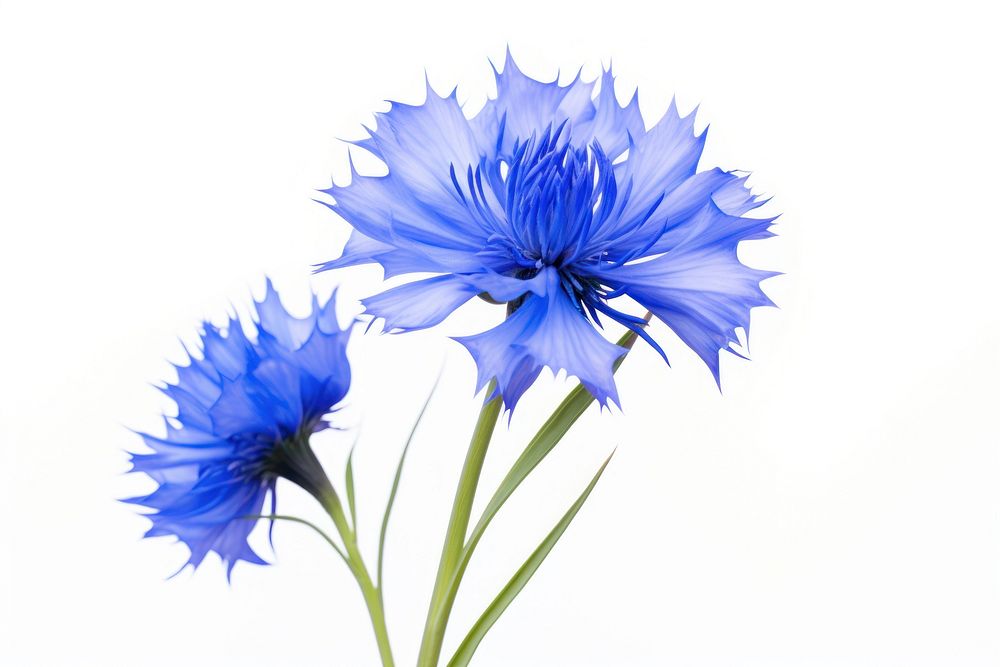 Cornflower blossom petal plant. AI generated Image by rawpixel.