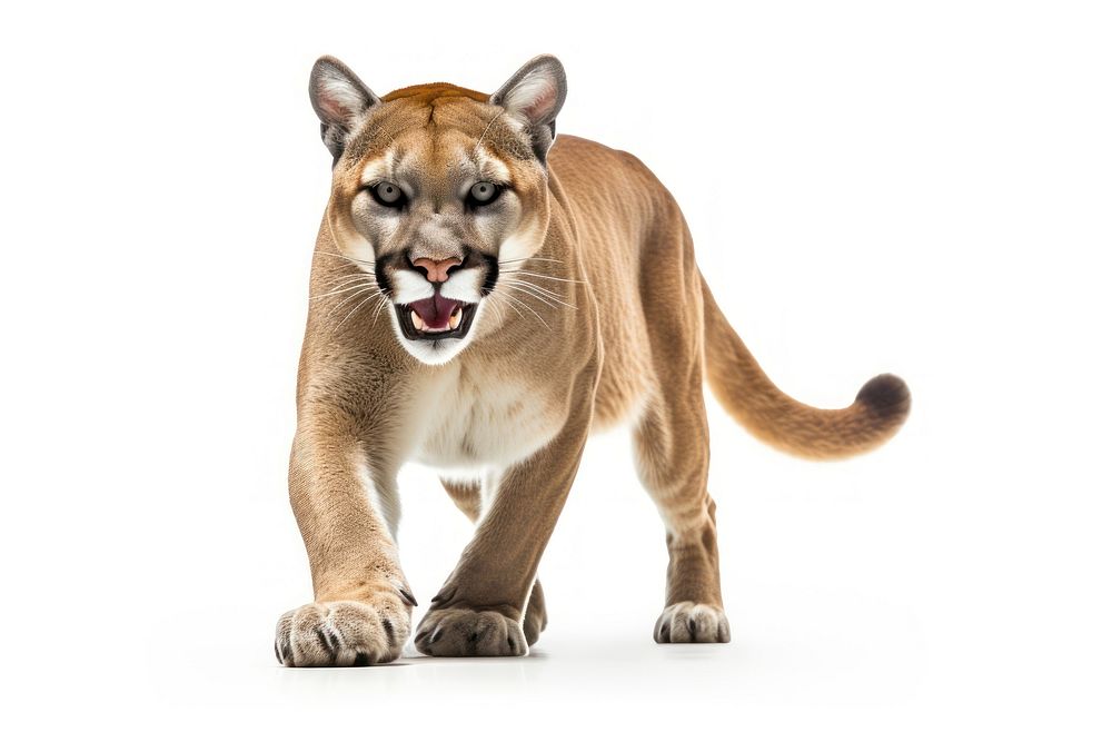 Cougar wildlife mammal animal. AI generated Image by rawpixel.