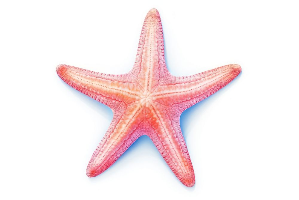 Starfish red white background invertebrate. AI generated Image by rawpixel.