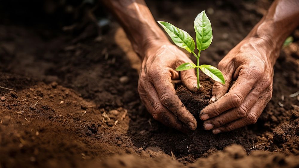 Hands planting soil gardening outdoors. 