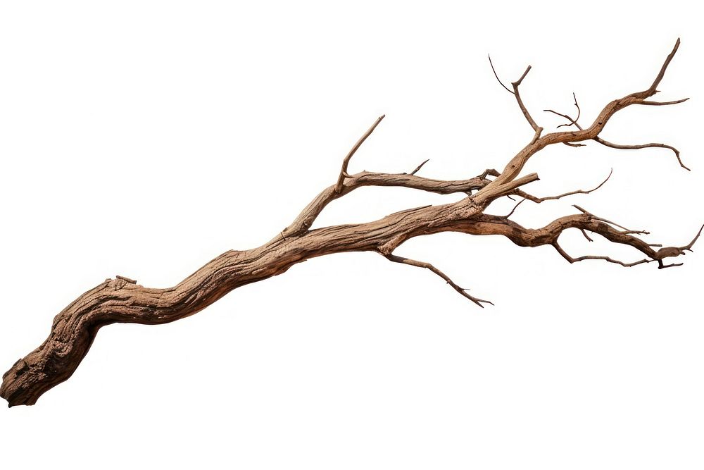 Tree wood driftwood cracked. AI generated Image by rawpixel.