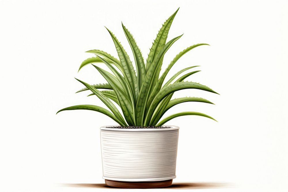 Plant aloe houseplant floristry. AI generated Image by rawpixel.