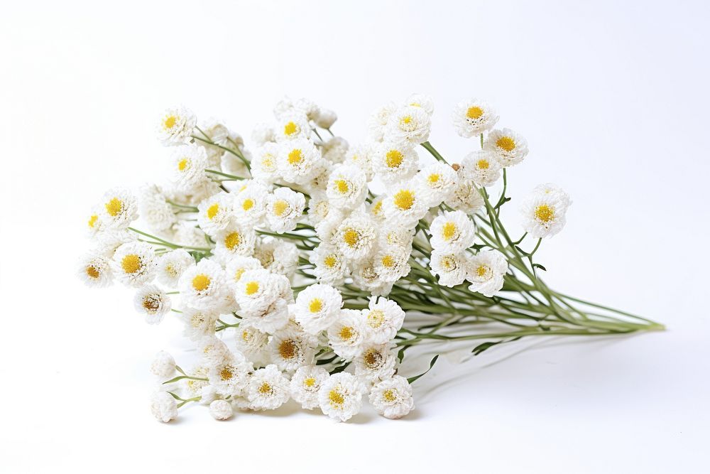 Pearly Everlasting blossom flower plant. AI generated Image by rawpixel.