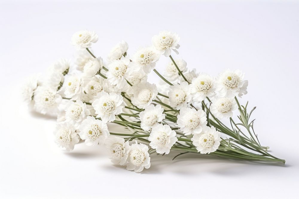 Pearly Everlasting flower plant petal. AI generated Image by rawpixel.
